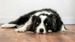 Da li pas zamjera svom vlasniku: kako se to očituje?