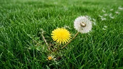 Kako se riješiti korova prije nego što preuzme vaš travnjak